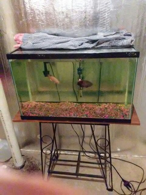 fish tank for sale