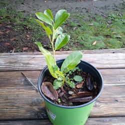 Cherry Laural 10in Tall Start