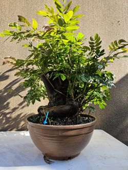 Old Calliandra RED Bonsai Tree   