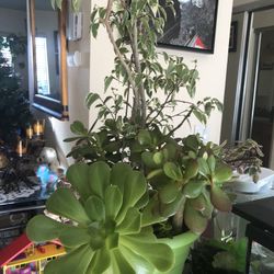 Big Benjamin , 2 Big Jades, Succulents And More