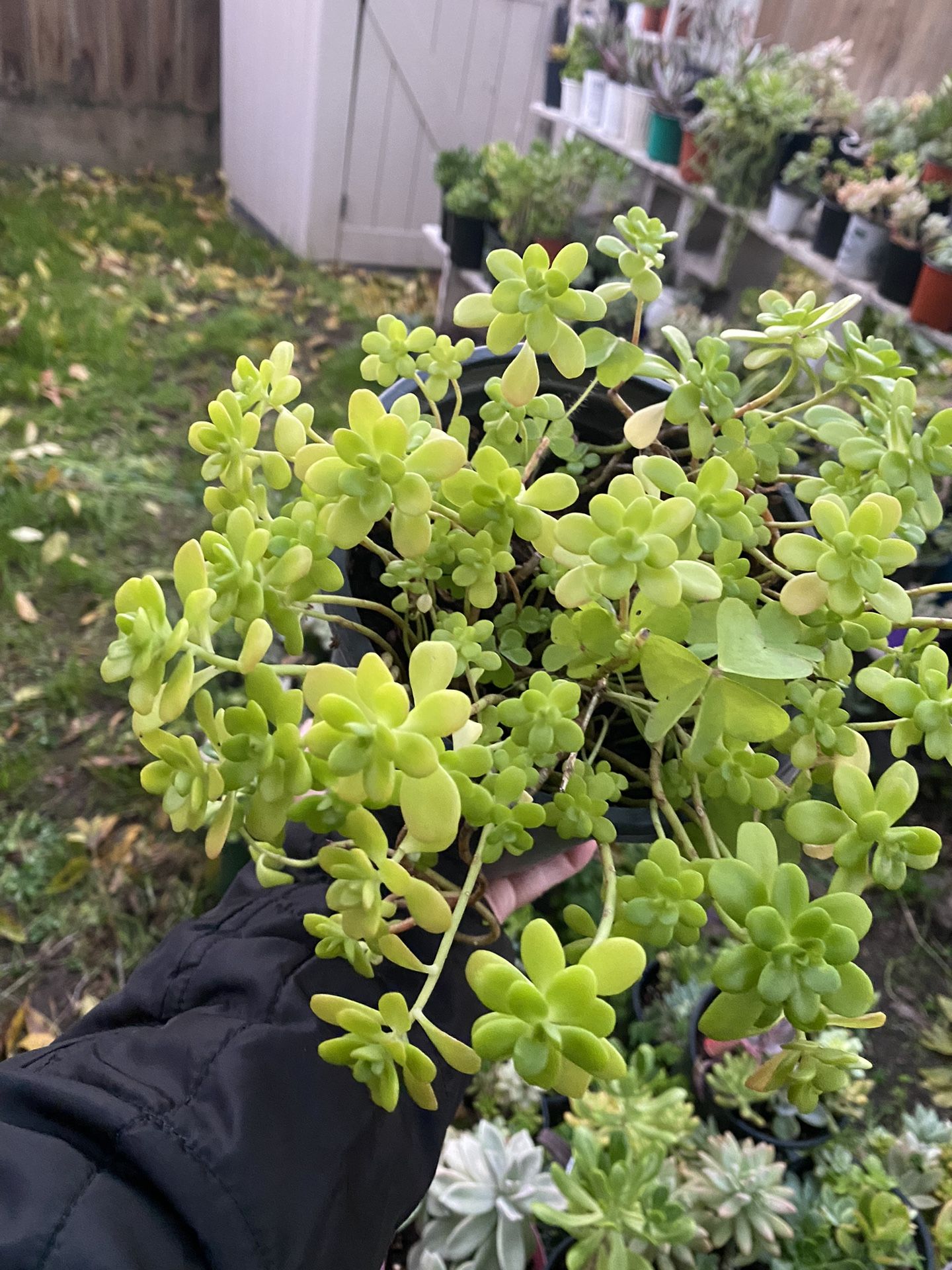 Succulent 1 Gallon Pot