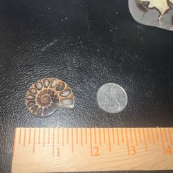 Ammonite Fossil Half