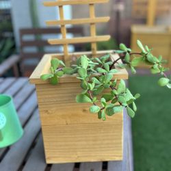 Cedar Planter 