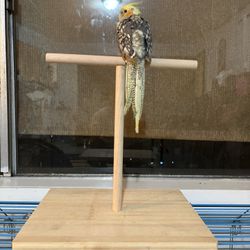 Wooden Bird Perch For Parot Cockatiels Ring Necks Conure 