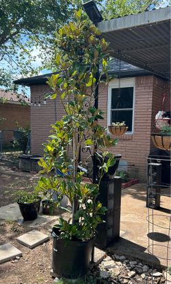 Southern Magnolia Tree