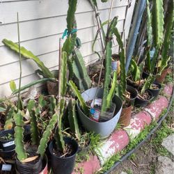 Plantar De Fruta Del Dragon 