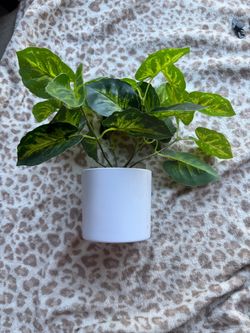 Fake plant