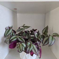 Tradescantia Zebrina 