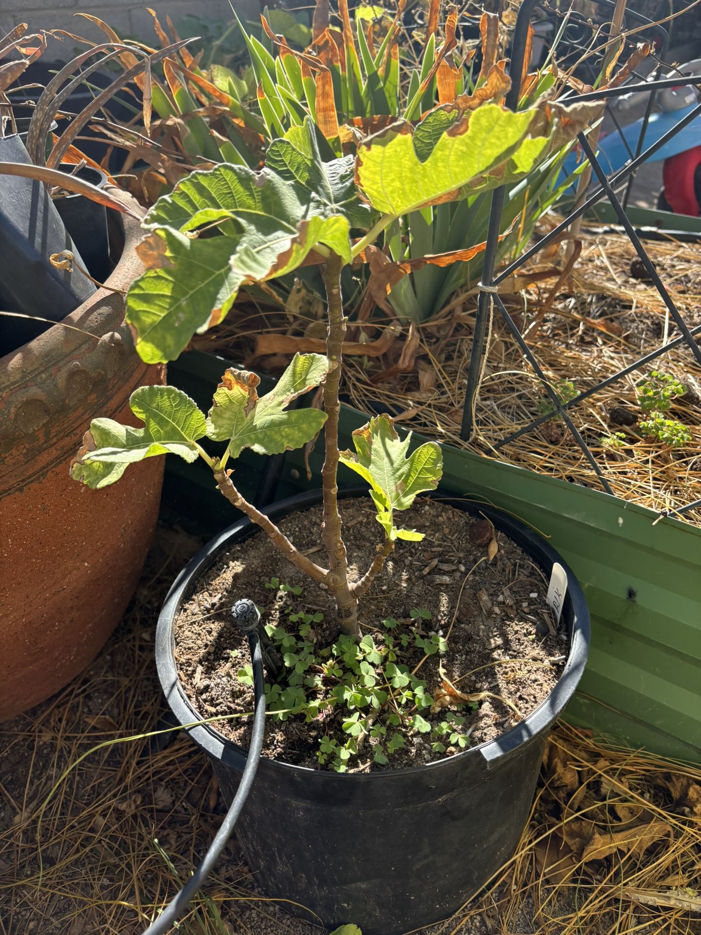 Fig Tree “LSU Black” Fruit Fast Growing Shade Tree Plant