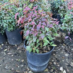 Nandina Nana