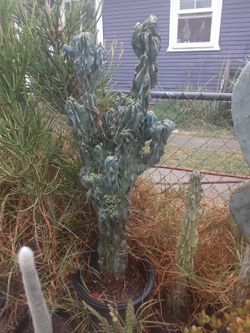 Monstrous Apple Cactus Plant