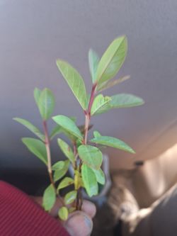 Guava Plant