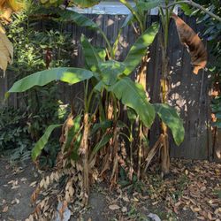 Banana Palm