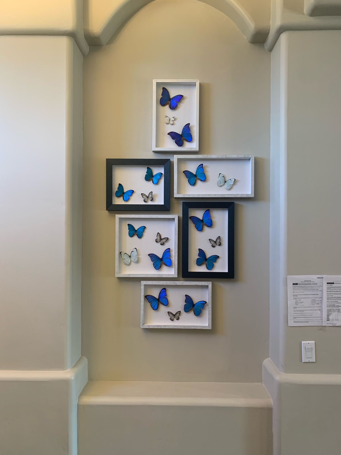Butterfly Wall Art