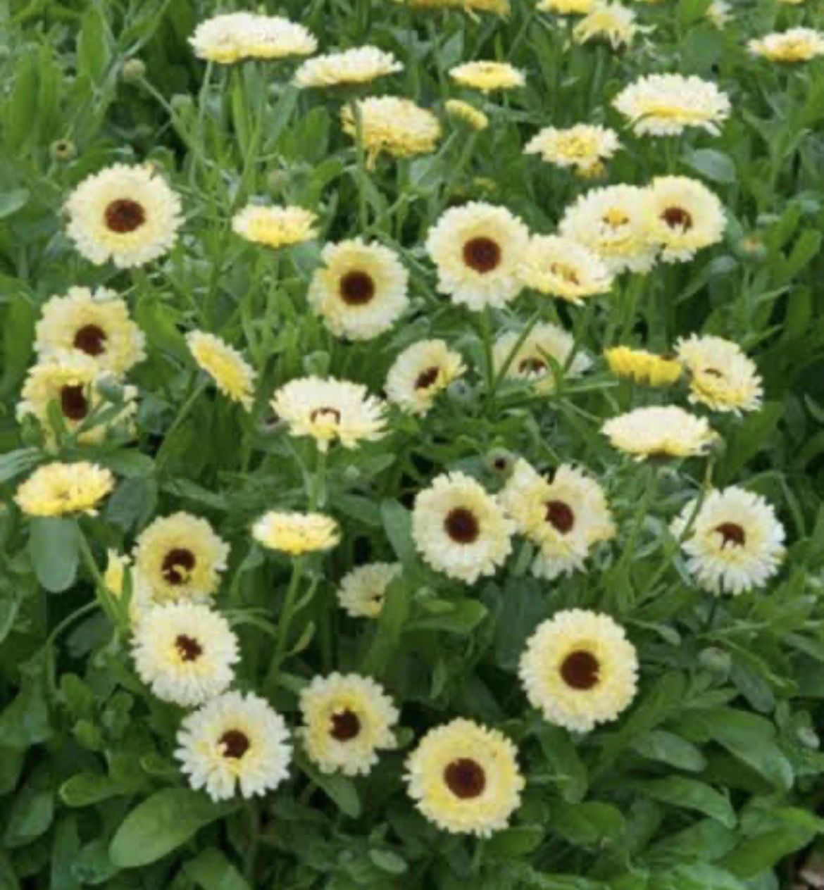 Calendula & Marigold Flower Seedlings