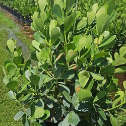 huge clusias podocarpus over 4 feet   instant privacy  Hedge  for fences 