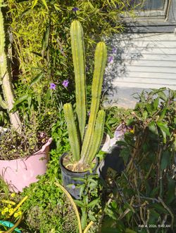 Multiple San Pedro Cactus