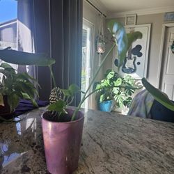 Pothos Monstera Plant