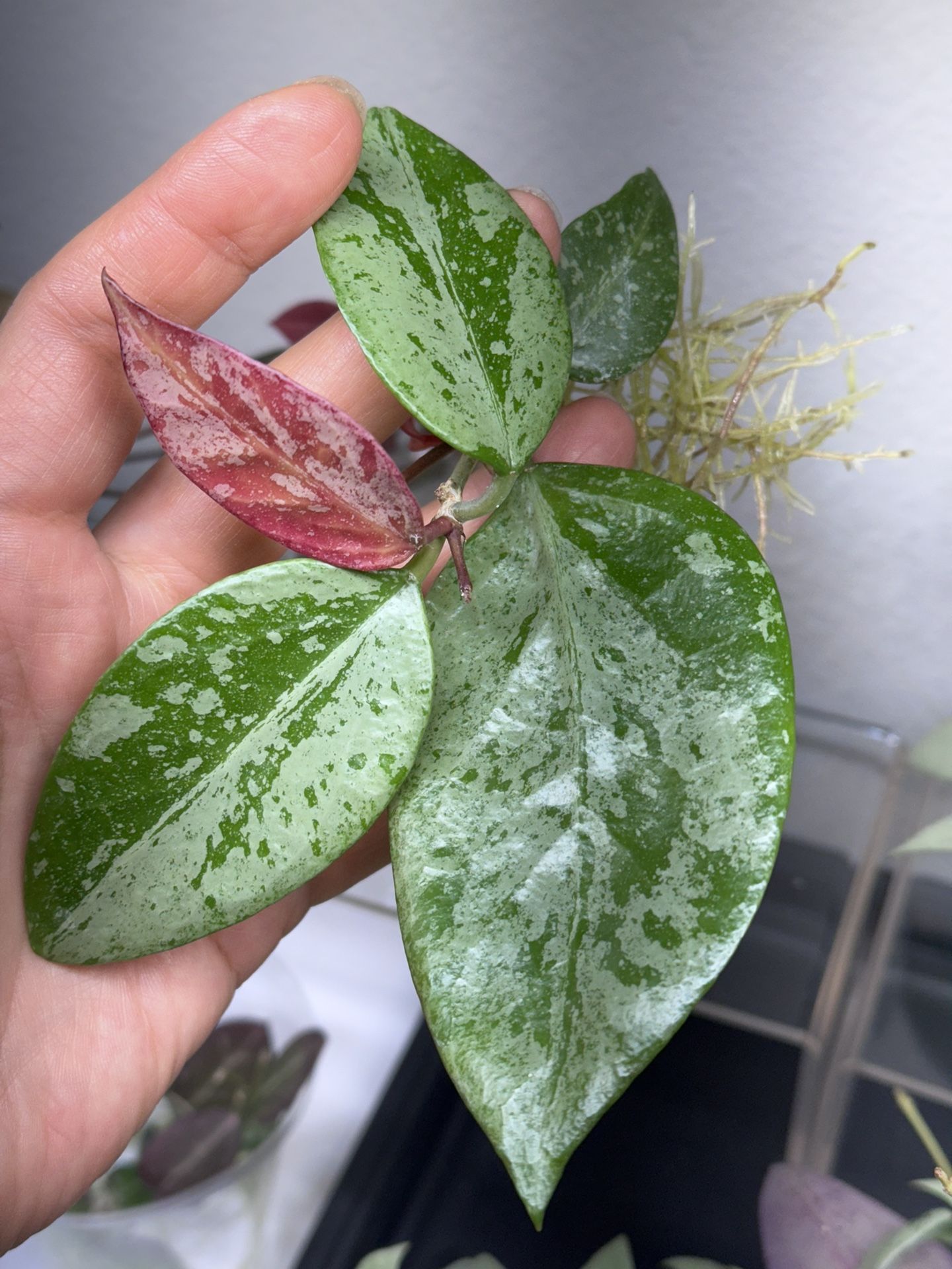 Hoya Memoria x Ir 26