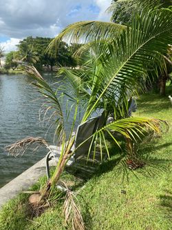 2 Coconut trees