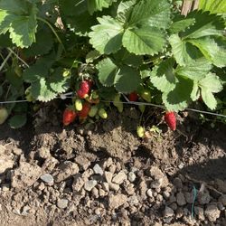 Strawberry Plants 