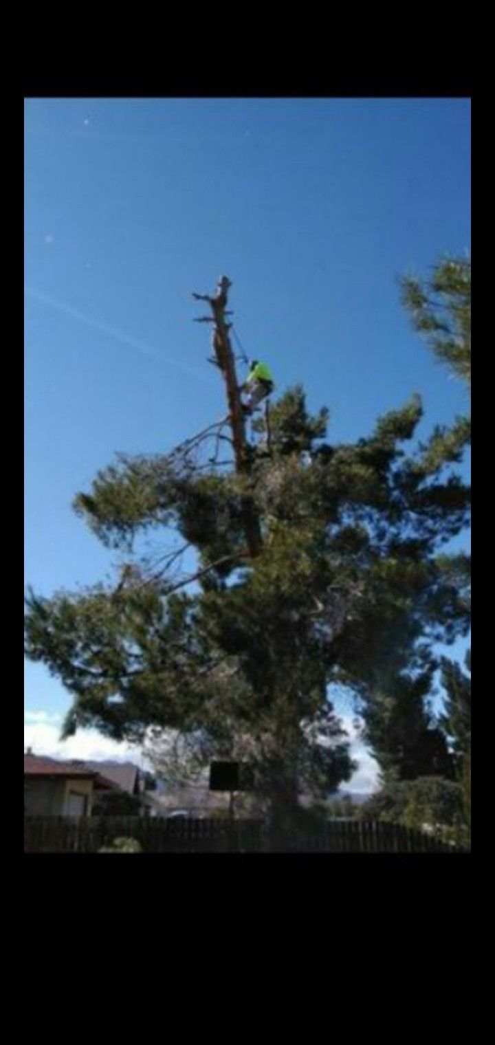 🌲 Tree work 🌲