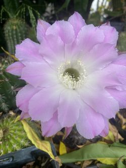 Cactus