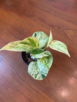 Pothos snow queen