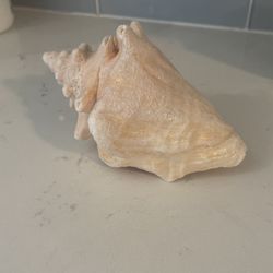 Medium Conch Seashell Pink Hues
