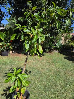 Plant trepadora