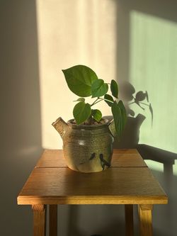 Indoor plant (Matelea cyclophylla)