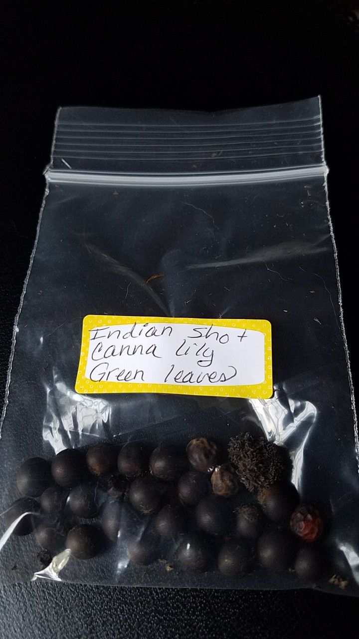Indian Shot Canna Lily SEEDS
