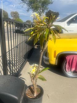 Plumeria color blanco