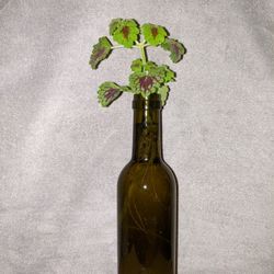 Coleus in a Wine Bottle 🌱🍾