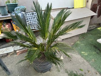 Small Palm Trees