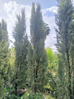Italian cypress pines on sale now $250