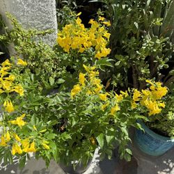 🩷SUPER HEALTHY,Lush & FULLY ACCLIMATED,Well ESTABLISHED YELLOW Bells,”Attract To HUMMINGBIRDS🩷