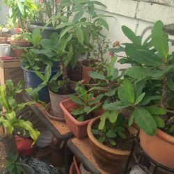 Plants For Sale 