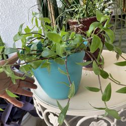 Tradescantia Plant For $10