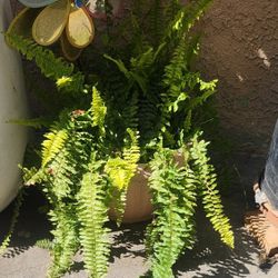 Planta