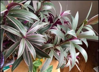Oyster Plant (Tradescantia spathacea) cuttings
