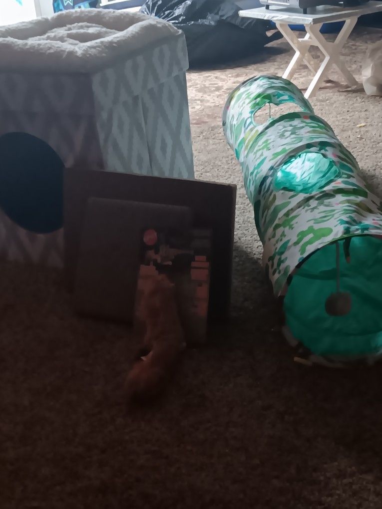 Cat Stuff Bundle