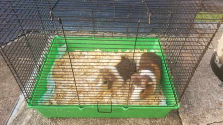 Guinea Pig Cage