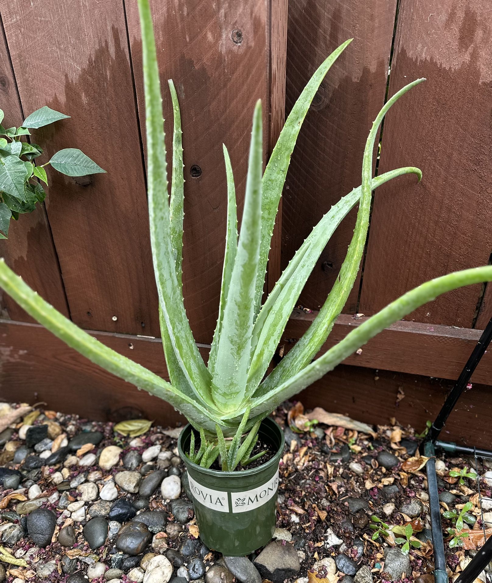 Large Aloe Vera Plant -Sábila