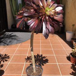 20” Tall Black Rose Succulent