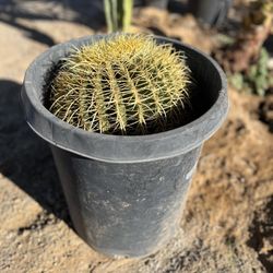Rare And Authentic Golden Barrel Cactus, Planted For You
