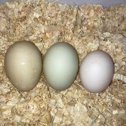 Fresh Duck Eggs