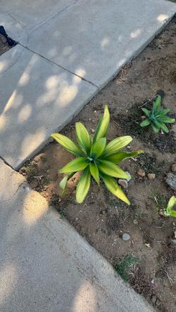 Foxtail Agave “Ray of Light” plant