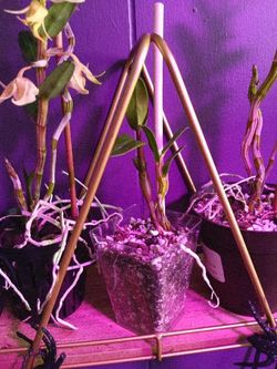 Rare Dendrobium suzuki From Ecuador 