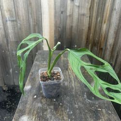 Monstera Esqueleto